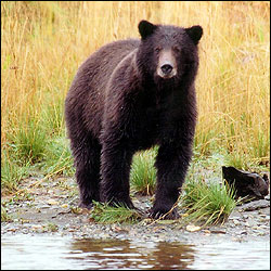 Brown Bear