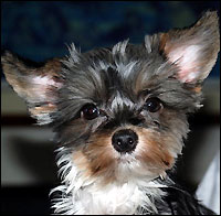 Puppy