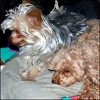 Two puppies