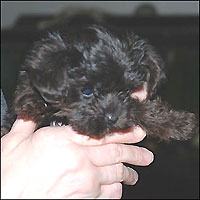 Black puppy